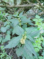 Lamier jaune - Lamium galeobdolon (ph Mrugala F., Affoux, mai 2024)(3)
